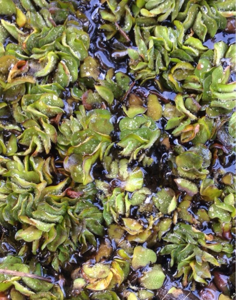 Unveiling the Benefits of Water fern: Your Ultimate Guide to Health and ...