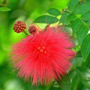 オオベニゴウカン（大紅合歓） (ケア, 特徴, 花, 画像)