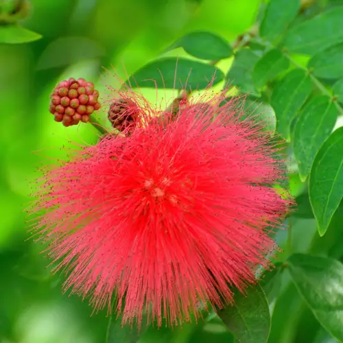 Red powderpuff (Calliandra haematocephala) Flower, Leaf, Care, Uses ...