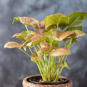 Arrowhead vine 'Mango Allusion' (Syngonium podophyllum 'Mango Allusion') -  PictureThis