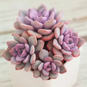 グラプトベリア・デビー (ケア, 特徴, 象徴, 画像)