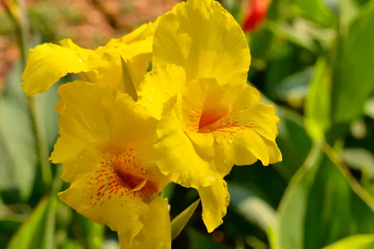 Canna lilies 'Yellow'