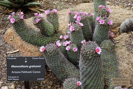 Wie man Mammillaria grahamii anbaut und pflegt