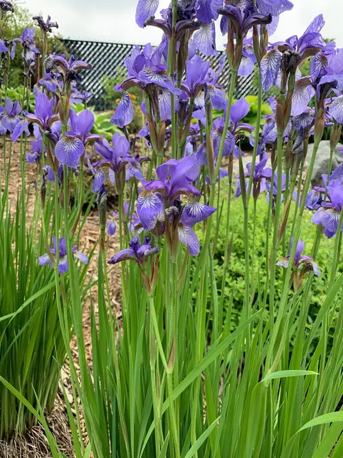 Siberian iris 'Tropic Night'