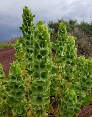 How to Grow and Care for Bells of Ireland 'Pixie Bells'