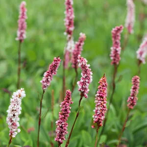 How to Grow and Care for Oriental lady's thumb