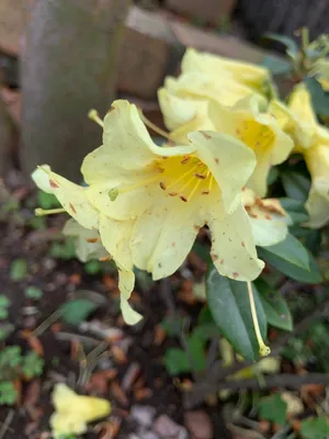Alpenrose gelbe (Rhododendron aureum) - PictureThis