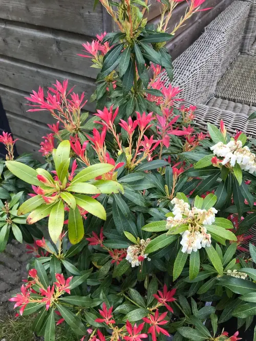 Japanese pieris 'Forest Flame'