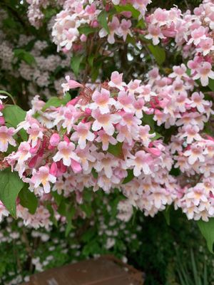 Buy Kolkwitzia Amabilis: Beauty Bush Seeds Online In USA, Kolkwitzia - Foto 8
