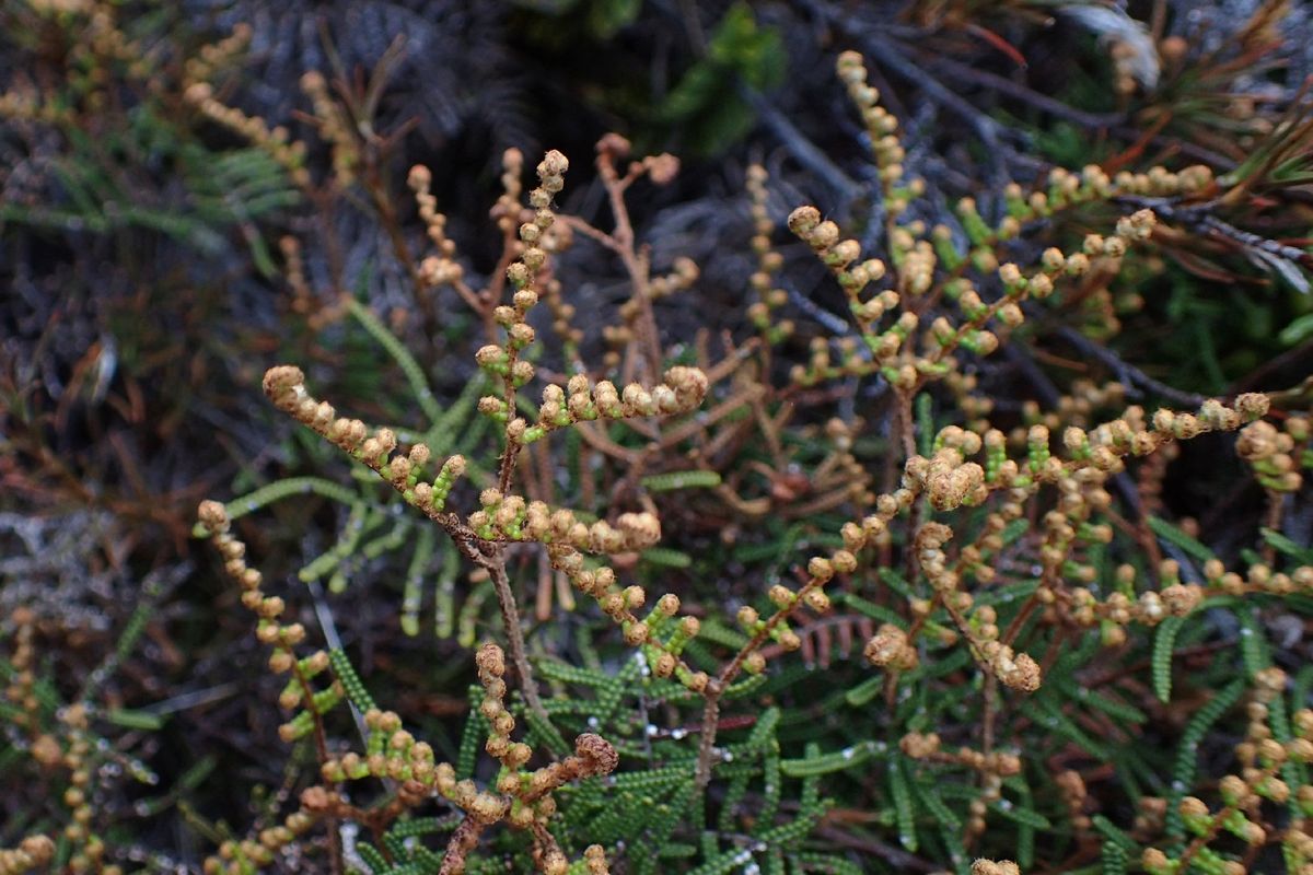 Discover the Health and Ecological Benefits of Alpine tangle fern
