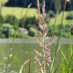 Rohrglanzgras - Phalaris arundinacea (Pflege, Merkmale, Invasiv, Bilder,  Kontrolle)