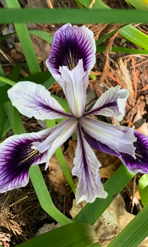 Irises 'Banbury Beauty'