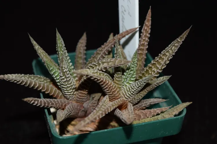 ハオルチオプシス属 (Haworthiopsis) - PictureThis