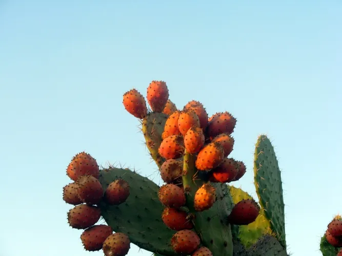 オオガタホウケン（大型宝剣） (ケア, 特徴, 花, 画像)