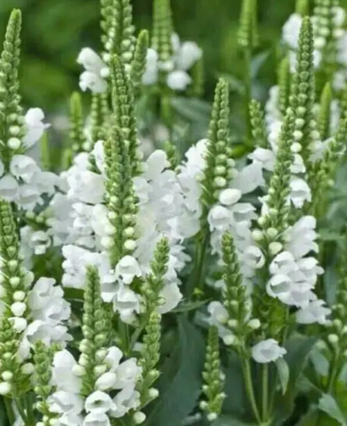 Obedient plant 'Crown of Snow'