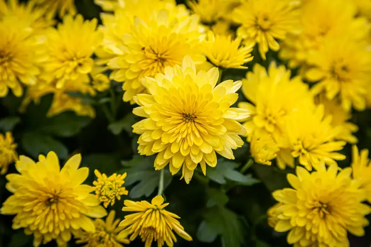 Chrysanthemum 'Yellow'