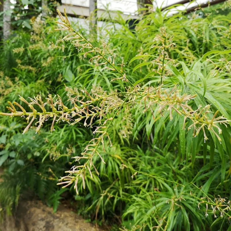 Wie man Probleme mit Dracaena reflexa 'Anita' lst?