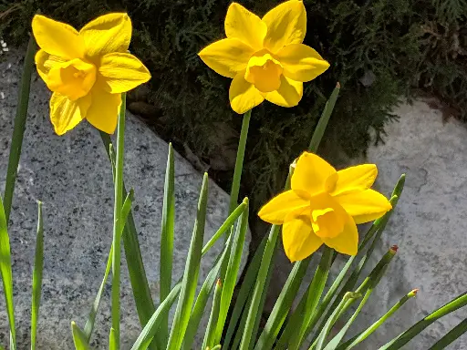 Daffodils 'Sweetness'