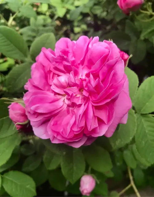 Roses 'Baronne Prevost'