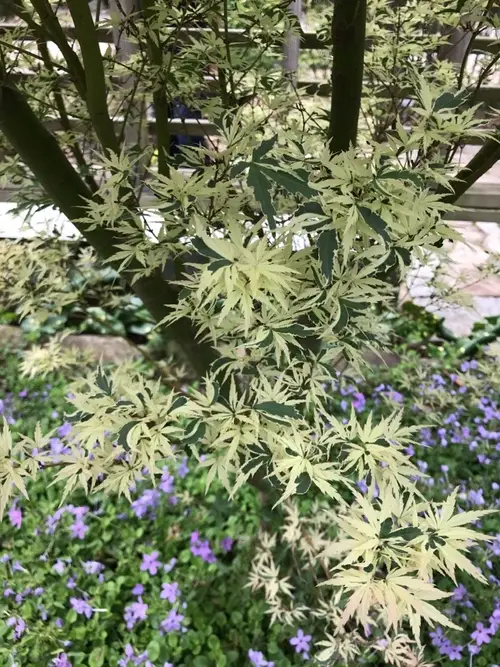 Japanese maple 'Butterfly'