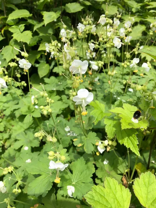 Bigroot geranium 'White'