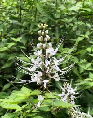 elderberry plant Pocahontas Elderberry - Premium (Qty- 1) | Sambucus canadensis