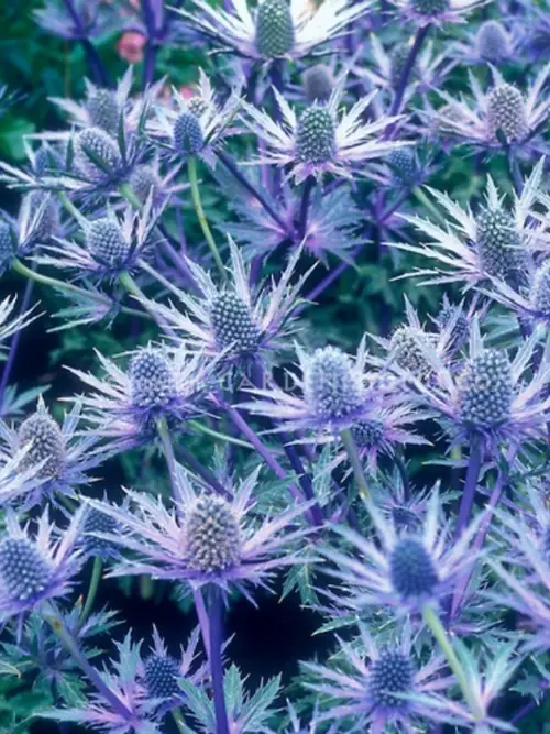 Eryngium × zabelli 'Big Blue'