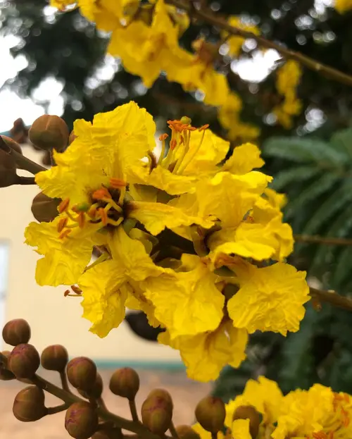 Yellow poinciana