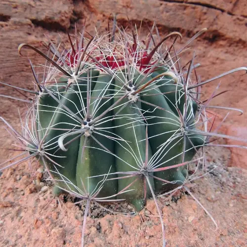 Fishhook barrel cactus