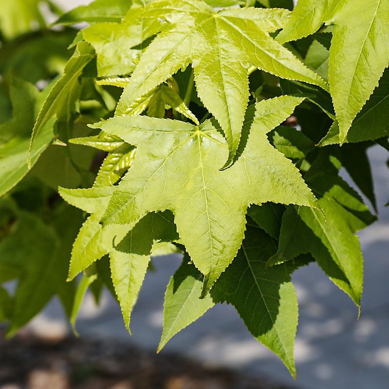 Wie dngen Sie Ihren Amerikanischer Amberbaum-Baum fr optimales Wachstum?