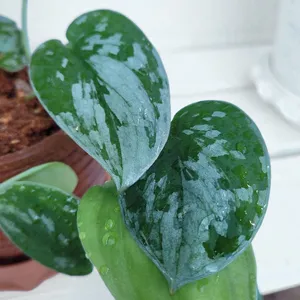 スキンダプサス・ピクタス 'シルバリー・アン' (Scindapsus pictus