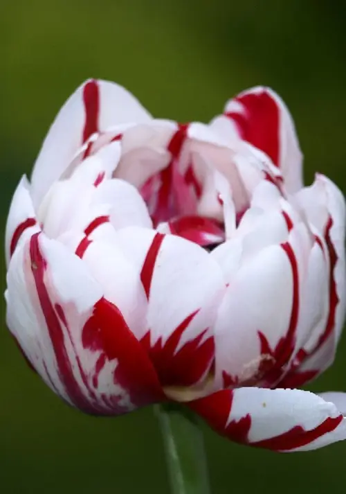 Tulips 'Carnaval De Nice'