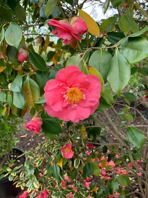 Japanese camellia 'Adolphe Audusson'