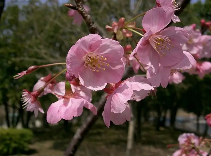 Prunus 'Yoko'
