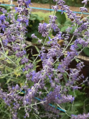 Wie man Blauraute 'Blue Spire' anbaut und pflegt