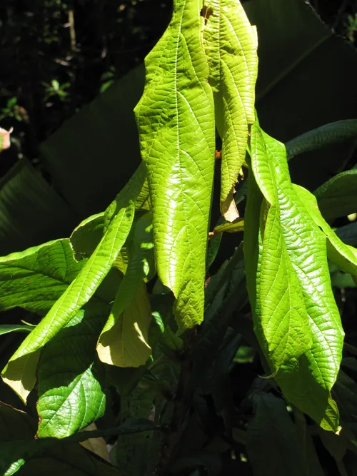クプアス (ケア, 特徴, 花, 画像, 食用)