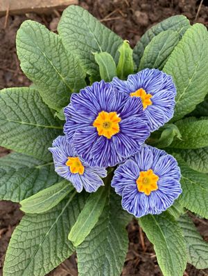 How to Grow and Care for Common primrose 'Zebra Blue'