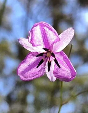 How to Grow and Care for Chocolate lily
