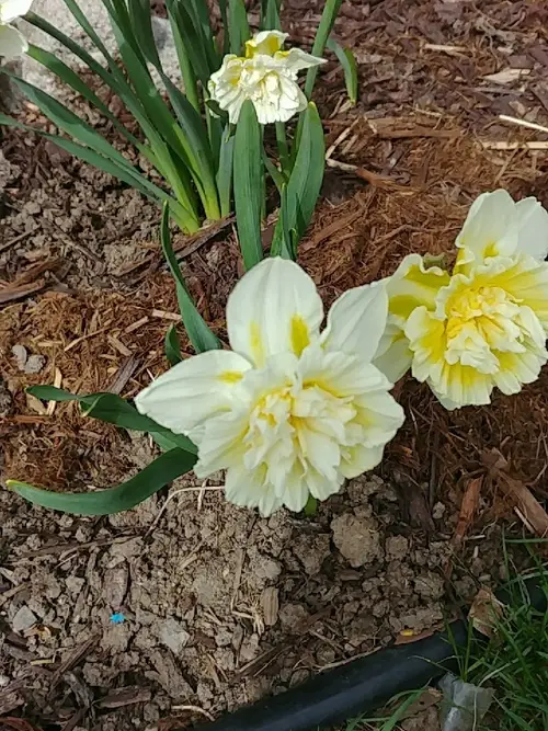 Daffodils 'Ice King'