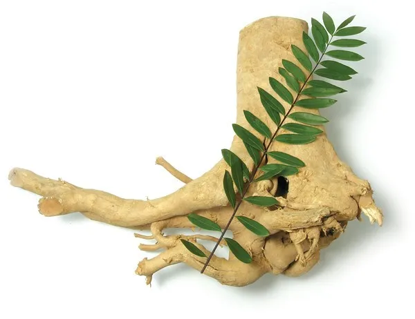 Long jack - Eurycoma longifolia (Taxonomy, Characteristics, Distribution,  Images)