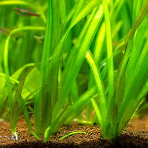 How to Grow and Care for Tape grass