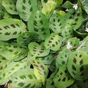 How to Prune Prayer plant