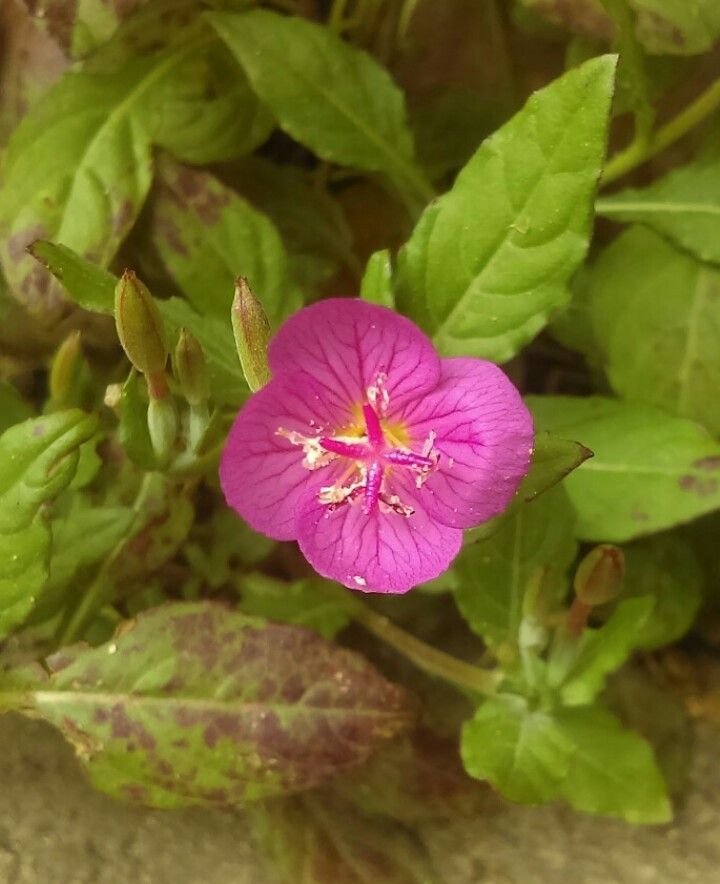 How Can Rose evening primrose Enhance Your Garden Landscape?