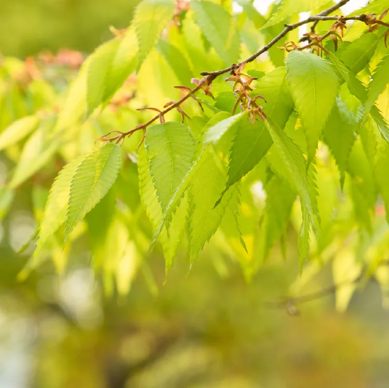 ケヤキ S2-073 欅 /1,880x600mm520mm780mmx45mm ケヤキ S2-073 欅 /1,880x600mm520mm780mmx45mm