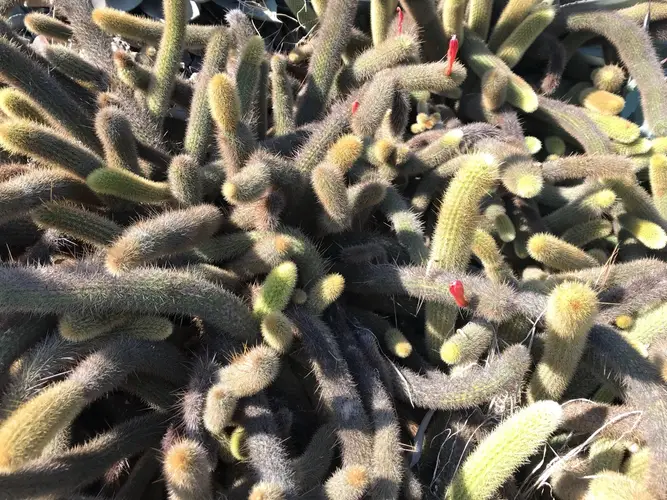 Cactus Serpente
