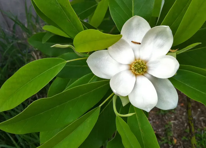 Magnolias (Magnolia) - PictureThis