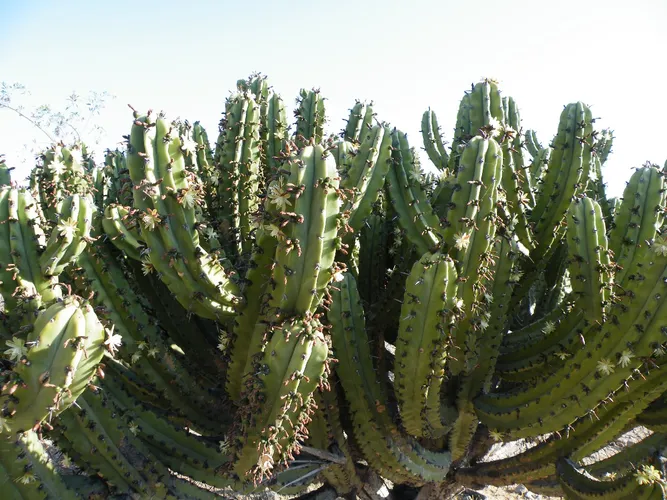Bilberry cactus - Myrtillocactus geometrizans (Care, Characteristics,  Symbolism, Images)
