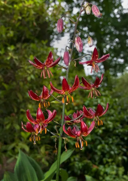 Martagon lily 'Claude Shride'