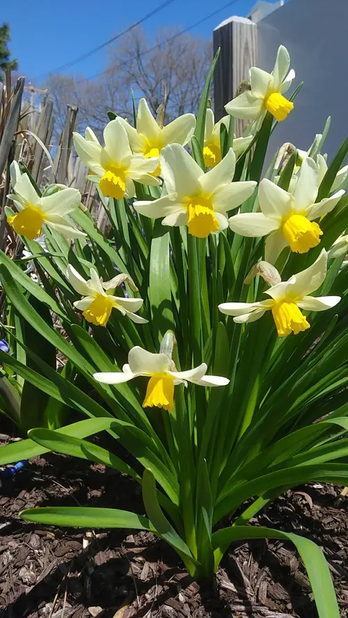 Daffodils 'Bravoure'
