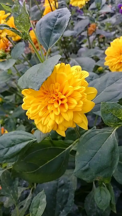 Sunflowers 'Loddon Gold'